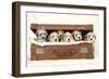 7 Weeks Old Lhasa Apso Cross Shih Tzu Puppies-null-Framed Photographic Print