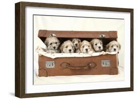 7 Weeks Old Lhasa Apso Cross Shih Tzu Puppies-null-Framed Photographic Print