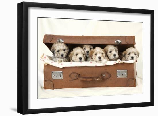 7 Weeks Old Lhasa Apso Cross Shih Tzu Puppies-null-Framed Photographic Print