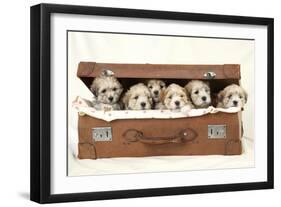 7 Weeks Old Lhasa Apso Cross Shih Tzu Puppies-null-Framed Photographic Print