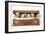 7 Weeks Old Lhasa Apso Cross Shih Tzu Puppies-null-Framed Photographic Print