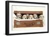 7 Weeks Old Lhasa Apso Cross Shih Tzu Puppies-null-Framed Photographic Print