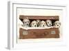 7 Weeks Old Lhasa Apso Cross Shih Tzu Puppies-null-Framed Photographic Print