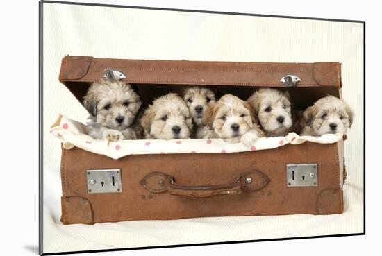 7 Weeks Old Lhasa Apso Cross Shih Tzu Puppies-null-Mounted Photographic Print