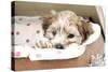 7 Weeks Old Lhasa Apso Cross Shih Tzu Puppy-null-Stretched Canvas