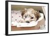 7 Weeks Old Lhasa Apso Cross Shih Tzu Puppy-null-Framed Photographic Print