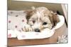 7 Weeks Old Lhasa Apso Cross Shih Tzu Puppy-null-Mounted Photographic Print