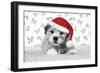 7 Weeks Old Lhasa Apso Cross Shih Tzu Puppy-null-Framed Photographic Print