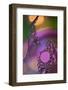 7223_Oil droplets rainbow-Heidi Westum-Framed Photographic Print