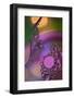 7223_Oil droplets rainbow-Heidi Westum-Framed Photographic Print