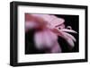 7395_In light and dark-Heidi Westum-Framed Photographic Print