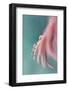 7542_On a petal-Heidi Westum-Framed Photographic Print