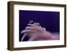 7554_Three big ones-Heidi Westum-Framed Photographic Print