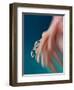 7562_On a petal ll-Heidi Westum-Framed Photographic Print