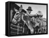 78 Year Old Prospector Pete Del Dosso Prospecting in Red River Canyon-Cornell Capa-Framed Stretched Canvas