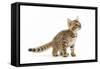 8 Week Old Bengal Kitten in Studio-null-Framed Stretched Canvas