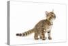 8 Week Old Bengal Kitten in Studio-null-Stretched Canvas