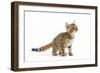 8 Week Old Bengal Kitten in Studio-null-Framed Photographic Print