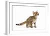 8 Week Old Bengal Kitten in Studio-null-Framed Photographic Print