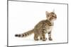 8 Week Old Bengal Kitten in Studio-null-Mounted Photographic Print