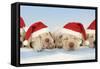 8 Week Old Labrador Puppies Wearing Christmas Hats-null-Framed Stretched Canvas