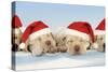 8 Week Old Labrador Puppies Wearing Christmas Hats-null-Stretched Canvas