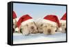 8 Week Old Labrador Puppies Wearing Christmas Hats-null-Framed Stretched Canvas