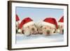 8 Week Old Labrador Puppies Wearing Christmas Hats-null-Framed Photographic Print