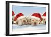 8 Week Old Labrador Puppies Wearing Christmas Hats-null-Framed Photographic Print