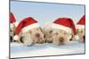 8 Week Old Labrador Puppies Wearing Christmas Hats-null-Mounted Photographic Print