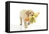 8 Week Old Labrador Puppy Holding a Teddy Duck-null-Framed Stretched Canvas