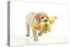 8 Week Old Labrador Puppy Holding a Teddy Duck-null-Stretched Canvas