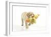 8 Week Old Labrador Puppy Holding a Teddy Duck-null-Framed Photographic Print