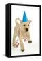 8 Week Old Labrador Puppy in Party Hat and Streamers-null-Framed Stretched Canvas