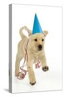 8 Week Old Labrador Puppy in Party Hat and Streamers-null-Stretched Canvas