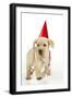 8 Week Old Labrador Puppy in Party Hat and Streamers-null-Framed Photographic Print