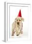 8 Week Old Labrador Puppy in Party Hat and Streamers-null-Framed Photographic Print