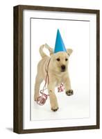 8 Week Old Labrador Puppy in Party Hat and Streamers-null-Framed Photographic Print