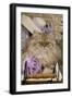 8 Week Old Persian Kitten-null-Framed Photographic Print