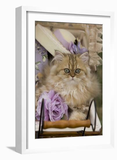 8 Week Old Persian Kitten-null-Framed Photographic Print