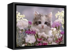 8-Week, Silver Tortoiseshell-And-White Kitten, Among Gillyflowers, Carnations and Meadowseed-Jane Burton-Framed Stretched Canvas