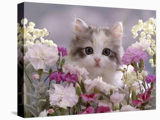 8-Week, Silver Tortoiseshell-And-White Kitten, Among Gillyflowers, Carnations and Meadowseed-Jane Burton-Stretched Canvas