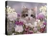 8-Week, Silver Tortoiseshell-And-White Kitten, Among Gillyflowers, Carnations and Meadowseed-Jane Burton-Stretched Canvas