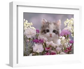 8-Week, Silver Tortoiseshell-And-White Kitten, Among Gillyflowers, Carnations and Meadowseed-Jane Burton-Framed Premium Photographic Print