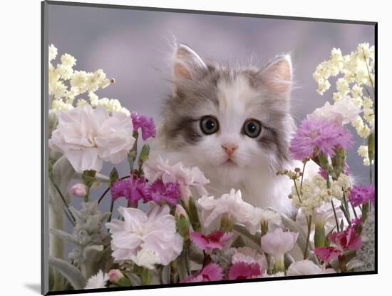 8-Week, Silver Tortoiseshell-And-White Kitten, Among Gillyflowers, Carnations and Meadowseed-Jane Burton-Mounted Premium Photographic Print