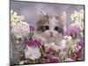 8-Week, Silver Tortoiseshell-And-White Kitten, Among Gillyflowers, Carnations and Meadowseed-Jane Burton-Mounted Premium Photographic Print