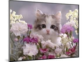 8-Week, Silver Tortoiseshell-And-White Kitten, Among Gillyflowers, Carnations and Meadowseed-Jane Burton-Mounted Premium Photographic Print