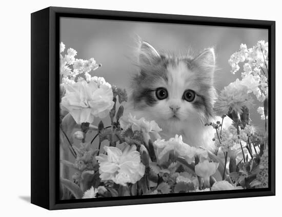 8-Week, Silver Tortoiseshell-And-White Kitten, Among Gillyflowers, Carnations and Meadowseed-Jane Burton-Framed Stretched Canvas