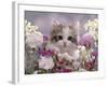 8-Week, Silver Tortoiseshell-And-White Kitten, Among Gillyflowers, Carnations and Meadowseed-Jane Burton-Framed Photographic Print