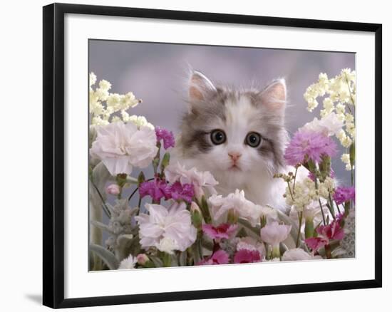 8-Week, Silver Tortoiseshell-And-White Kitten, Among Gillyflowers, Carnations and Meadowseed-Jane Burton-Framed Photographic Print